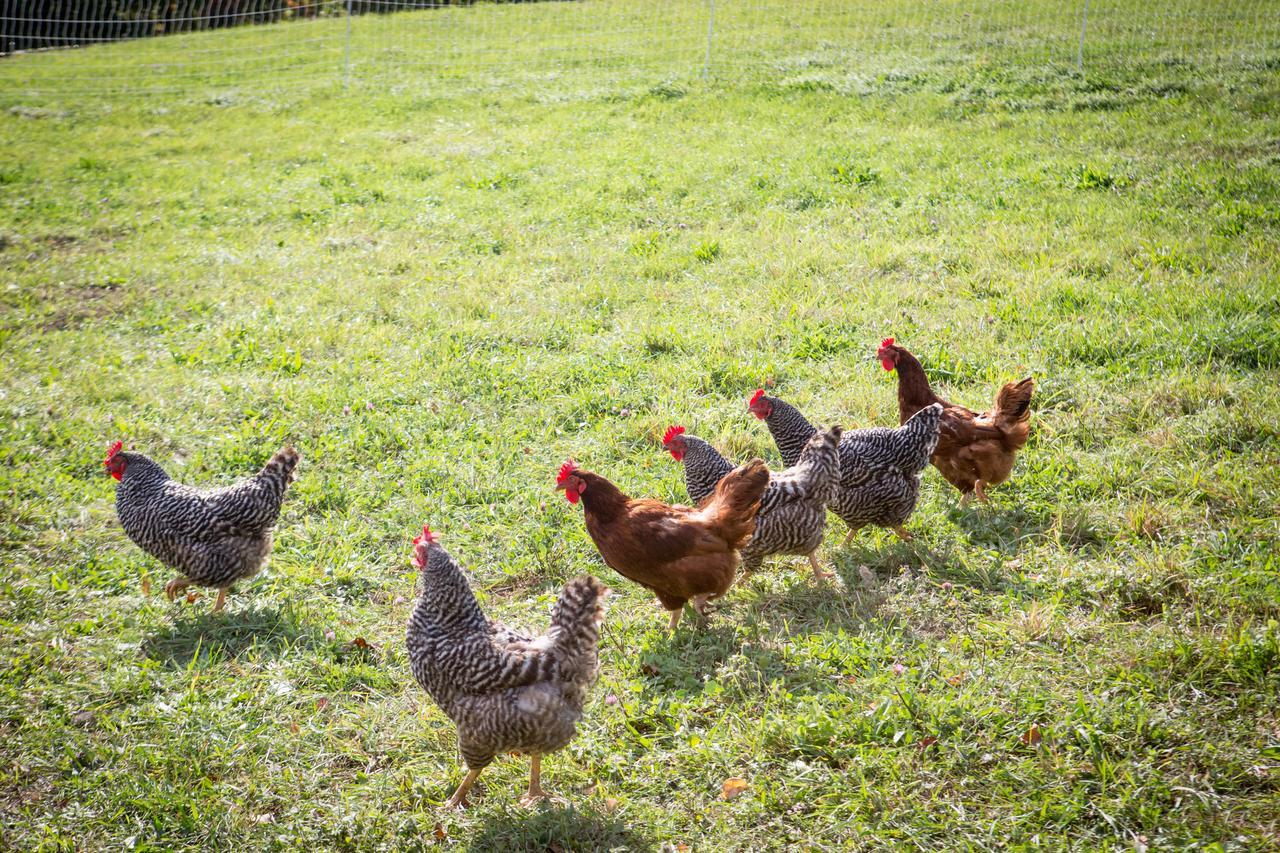 Woodstock Sustainable Farms Villa Phòng bức ảnh