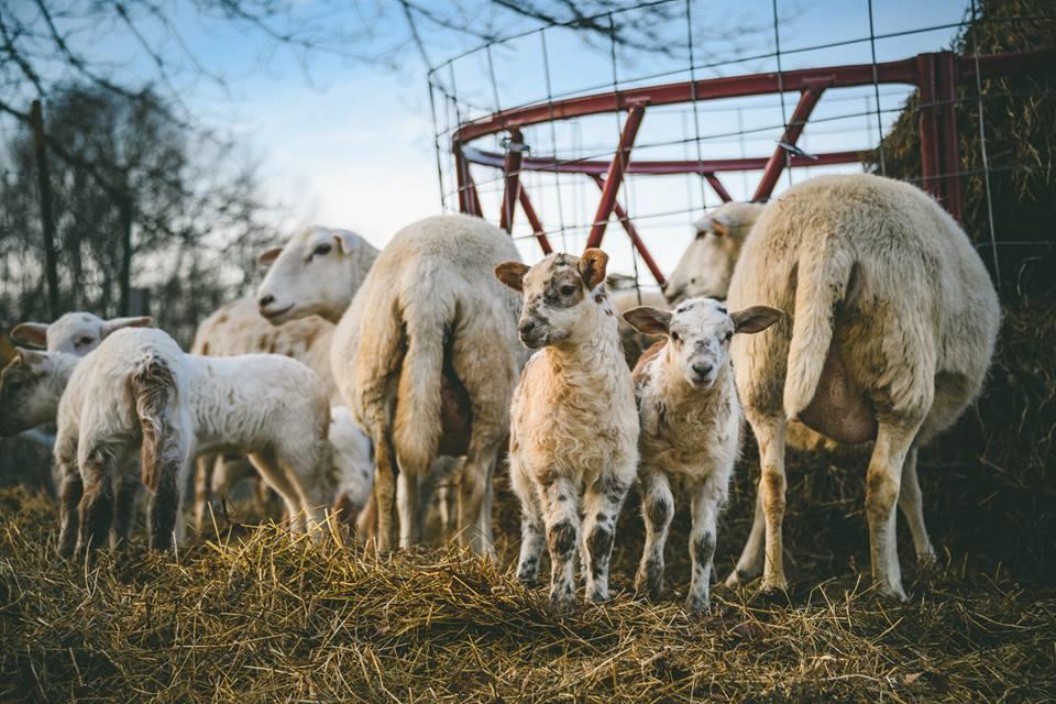 Woodstock Sustainable Farms Villa Phòng bức ảnh
